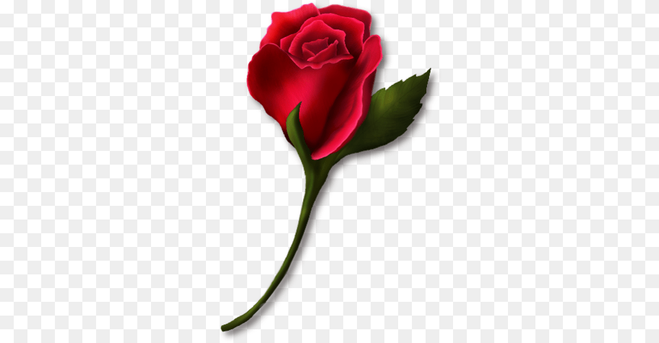 Rosebud Clip Art, Flower, Plant, Rose Png Image
