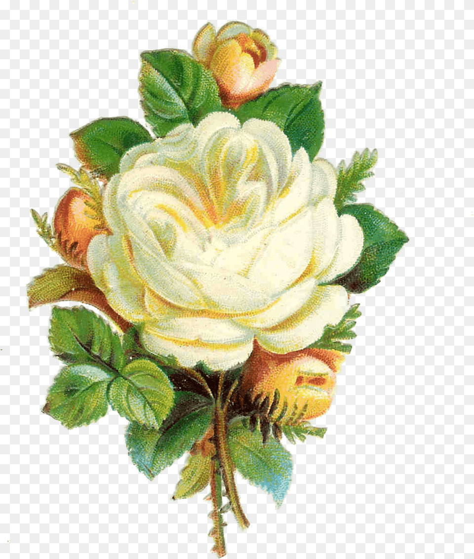 Rosebud Cliparts Frame Garden Roses, Art, Pattern, Painting, Graphics Free Png