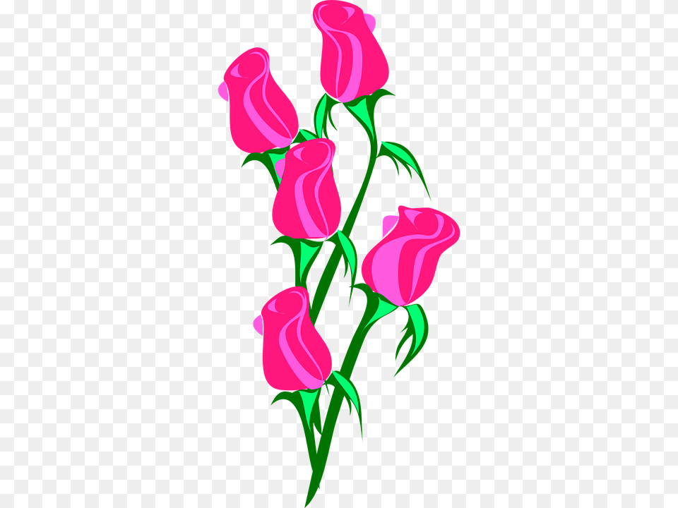 Rosebud Vine Latest News St Rose, Art, Plant, Flower, Graphics Free Transparent Png
