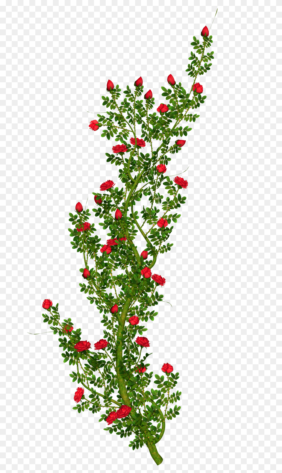 Rosebush, Flower, Pattern, Plant, Rose Free Transparent Png