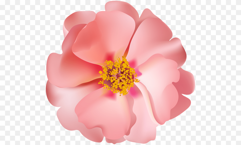Rosebush Flower Clip Pink And Silver Flower Clip Art, Anemone, Anther, Petal, Plant Png Image