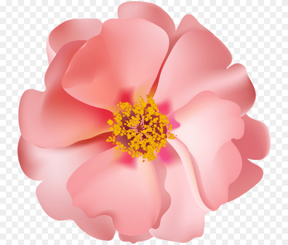Rosebush Flower Images Transparent Clip Art, Anemone, Anther, Petal, Plant Png