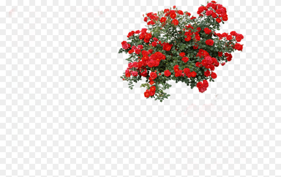 Rosebush Roses Red Rose Bush, Flower, Flower Arrangement, Geranium, Plant Png