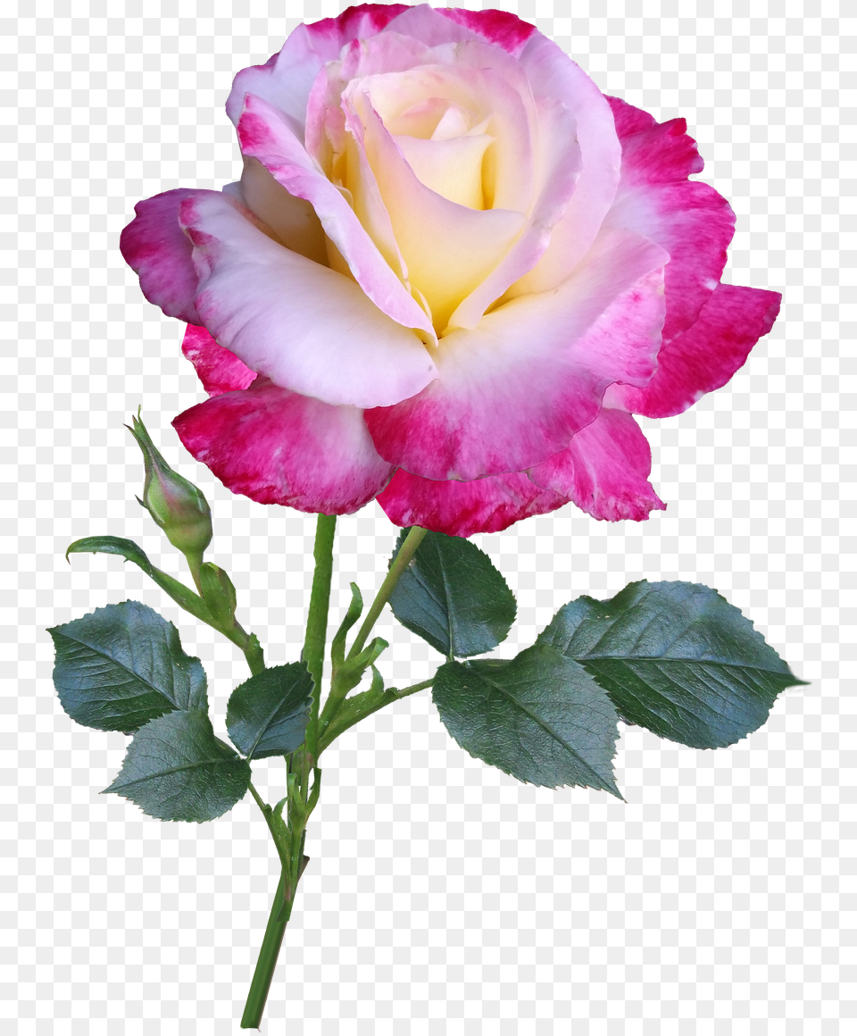 Roseflowerstemdouble Delightcut Out Image From Double Rose Flower, Plant Free Png Download