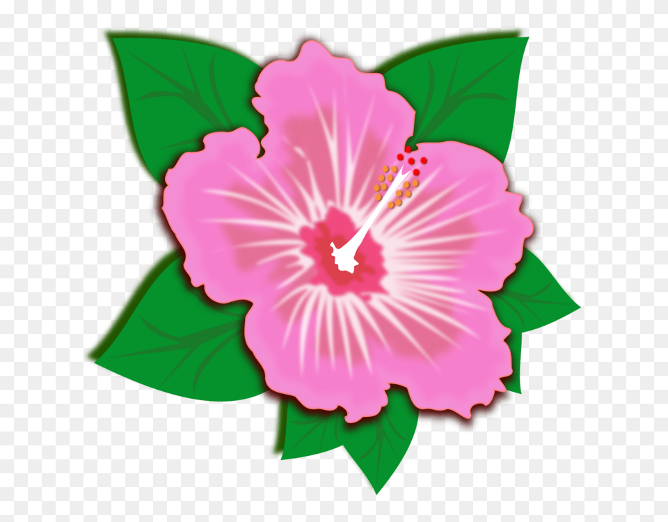Rosemallows Flower Morning Glory Petal Green, Hibiscus, Plant, Anther Free Png Download