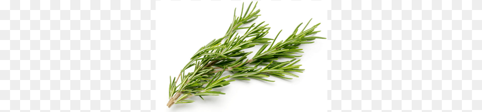 Rosemary 1 Used Calily Life Organic Hair Growth And Anti Hair, Herbal, Herbs, Plant, Tree Free Png Download