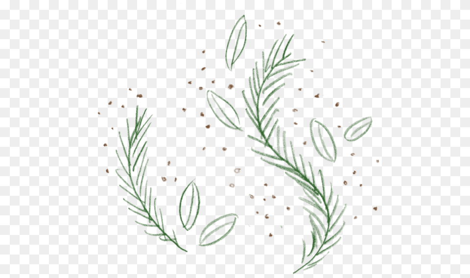 Rosemary 1 V2 Pond Pine, Art, Floral Design, Graphics, Herbal Png