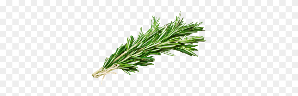 Rosemary, Herbal, Herbs, Plant, Tree Free Transparent Png