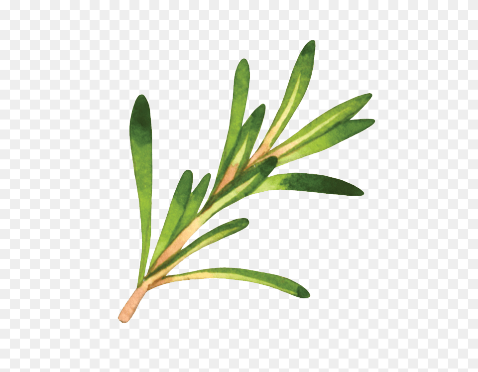 Rosemary, Herbal, Herbs, Leaf, Plant Free Png Download