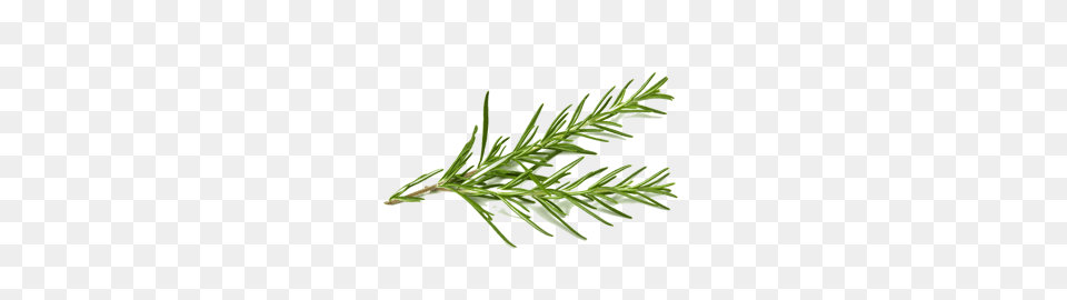 Rosemary, Conifer, Fir, Plant, Tree Free Transparent Png