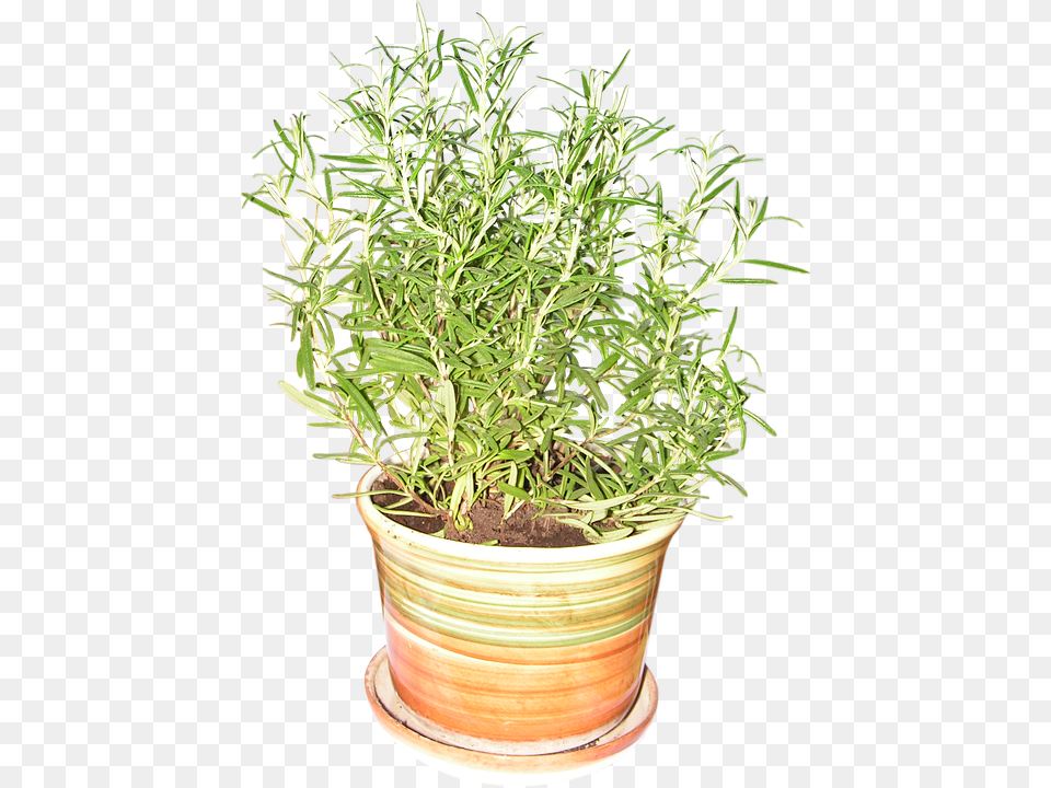 Rosemary Herbal, Herbs, Plant, Soil Free Transparent Png