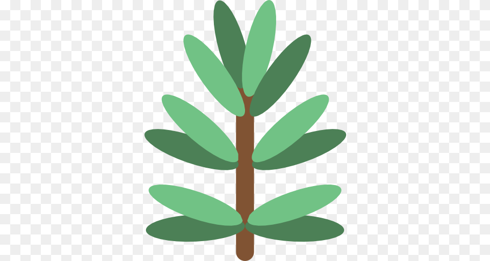 Rosemary, Tree, Plant, Leaf, Green Free Png Download