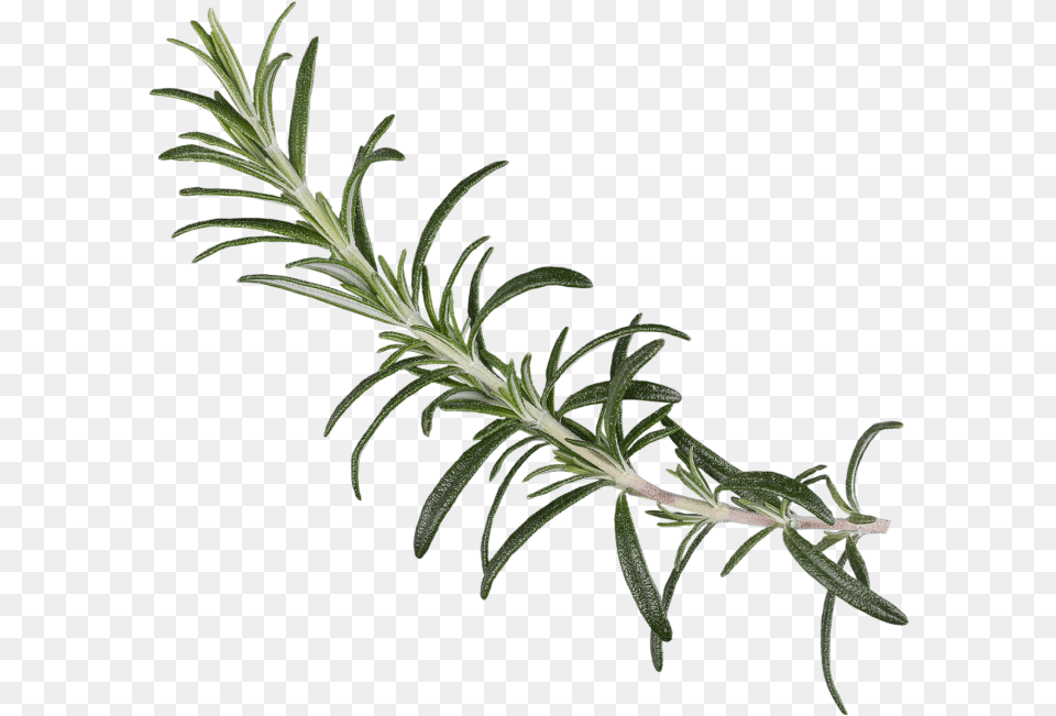 Rosemary, Herbal, Herbs, Plant, Tree Free Png