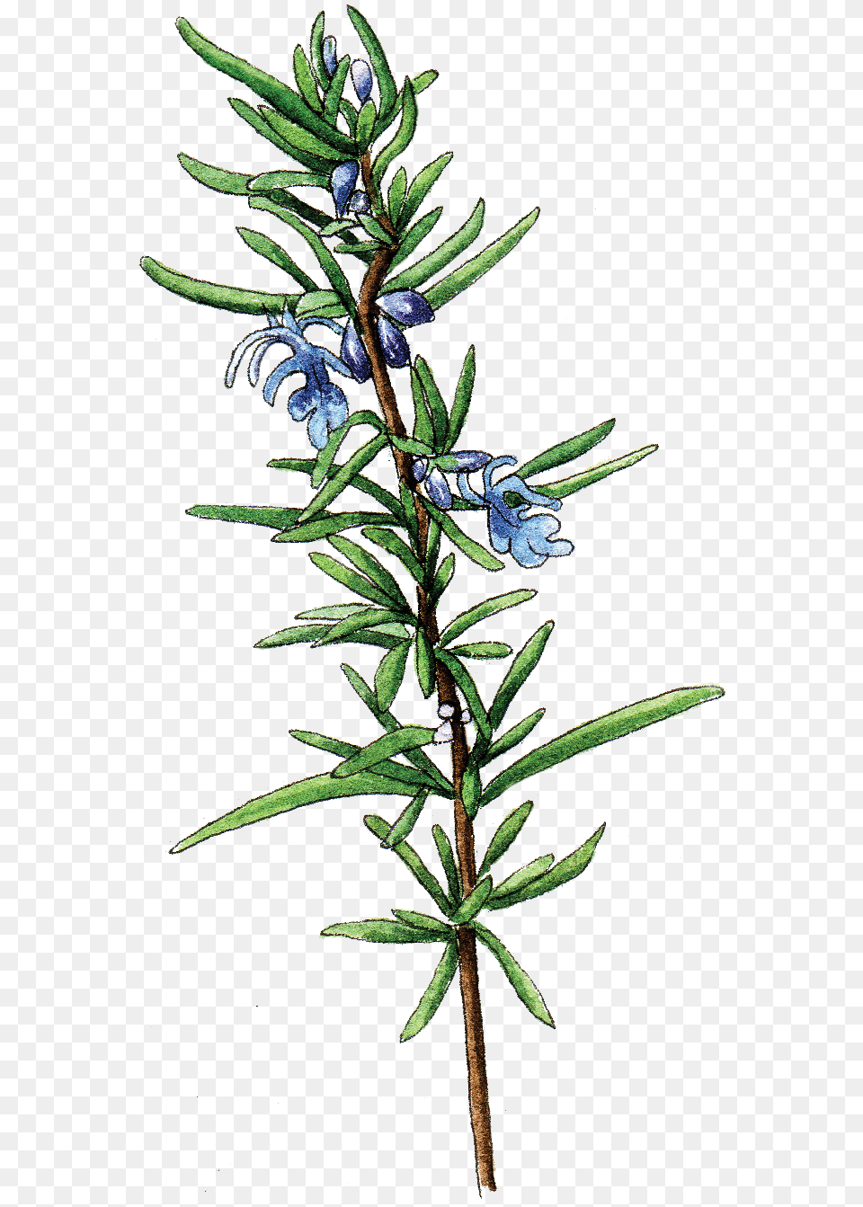 Rosemary, Conifer, Plant, Tree, Flower Free Png Download