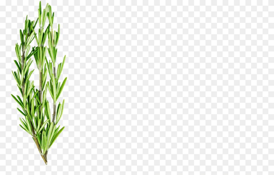 Rosemary, Herbal, Herbs, Plant, Tree Free Transparent Png