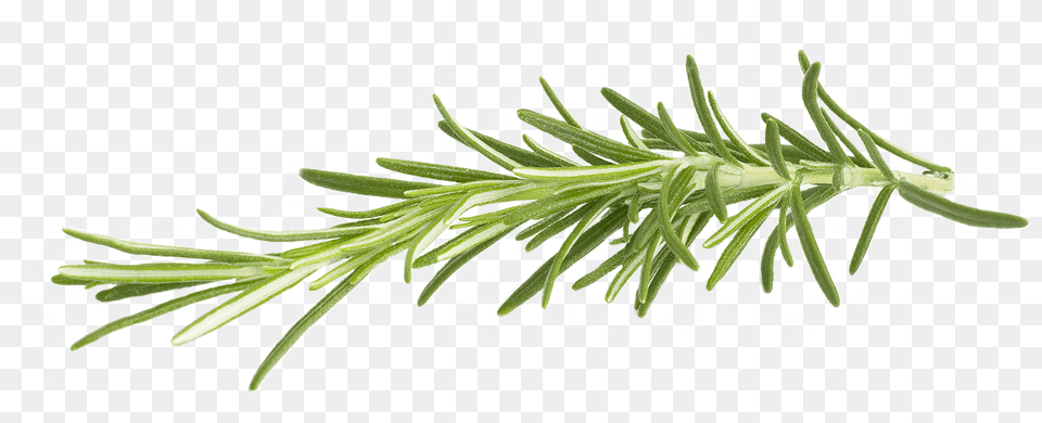 Rosemary, Conifer, Fir, Plant, Tree Free Png Download