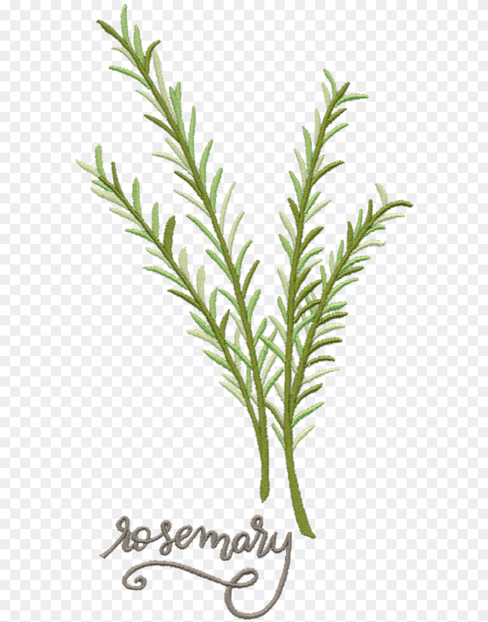 Rosemary 01 Juniper, Plant, Accessories, Jewelry, Flower Png Image
