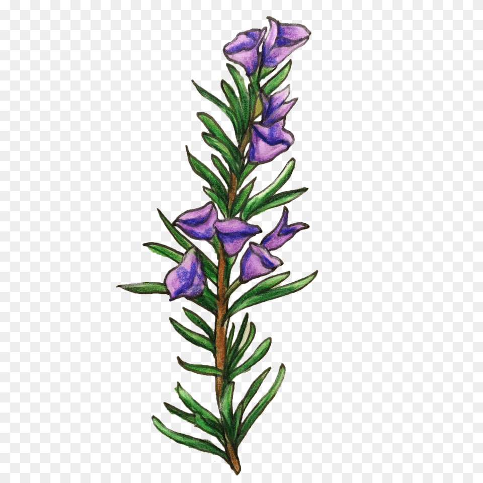 Rosemary Antioxidant Extract Naked Truth Beauty, Flower, Herbal, Herbs, Plant Free Transparent Png