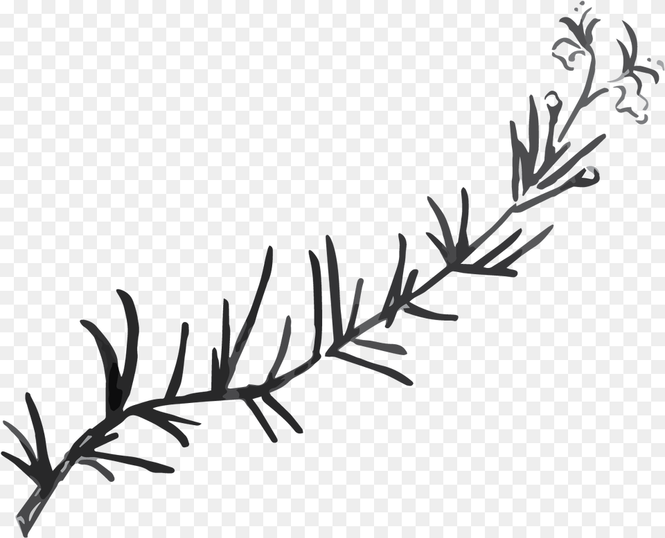 Rosemary Black And White, Art, Floral Design, Graphics, Pattern Free Transparent Png