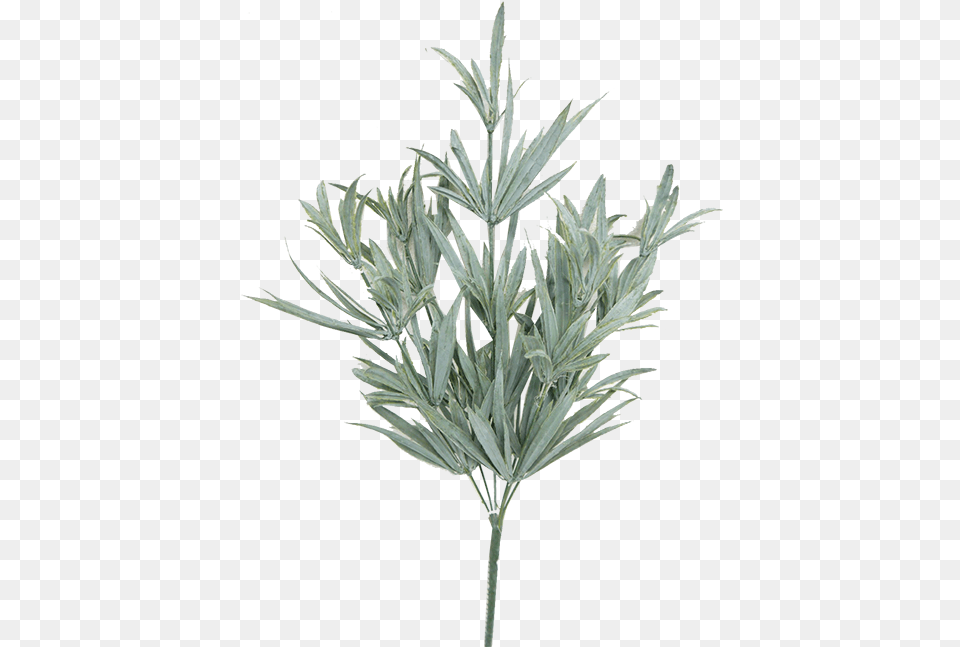 Rosemary Bush Monkshood, Grass, Herbal, Herbs, Leaf Png Image