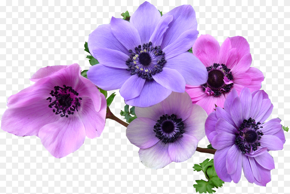 Rosemary Clipart Anemone Flower, Geranium, Plant, Pollen, Anther Png Image