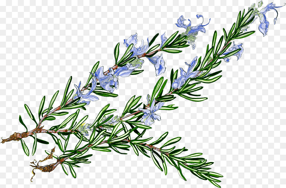 Rosemary Clipart Watercolor Rosemary Flower, Herbal, Herbs, Plant, Tree Png