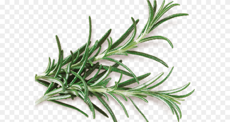 Rosemary Grass, Herbal, Herbs, Plant, Tree Png Image