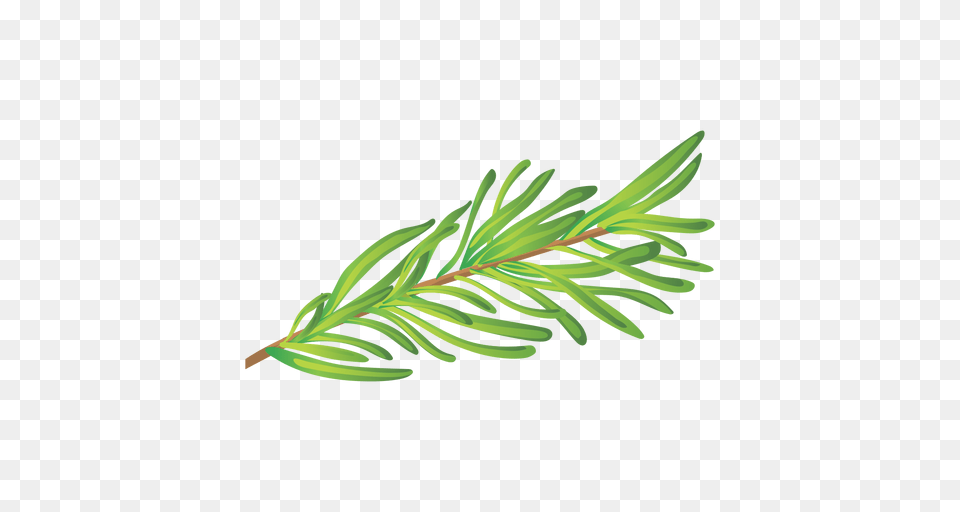 Rosemary Herb Illustration, Conifer, Fir, Tree, Plant Free Png Download