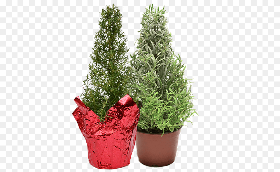 Rosemary Lavender Trees Flowerpot, Potted Plant, Plant, Herbal, Herbs Free Transparent Png