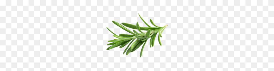 Rosemary Oil Essential Aromatic Oils Avi Naturals In Maujpur, Conifer, Plant, Tree, Yew Png Image