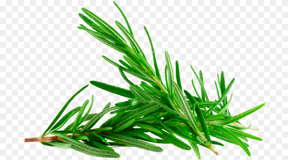 Rosemary Plant, Conifer, Fir, Herbal, Herbs Png Image