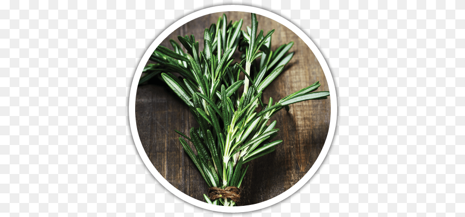 Rosemary Plant Download Young Living, Herbal, Herbs, Food Free Png