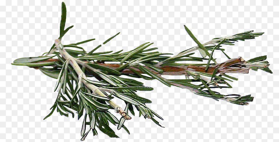 Rosemary Rosemary, Conifer, Plant, Tree, Fir Free Png Download