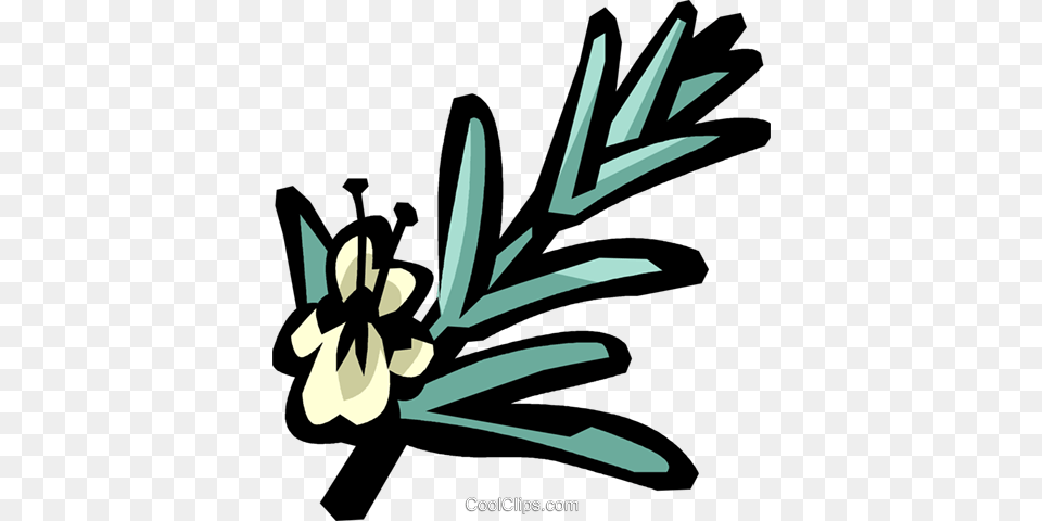 Rosemary Royalty Vector Clip Art Illustration, Plant, Tree, Flower, Graphics Png