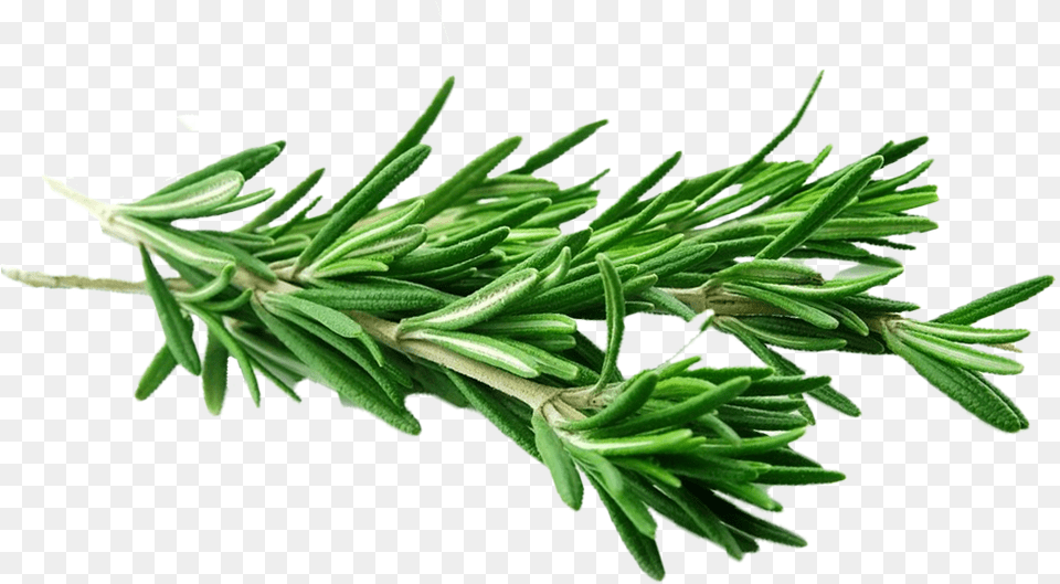 Rosemary Spice Transparent, Conifer, Herbal, Herbs, Plant Png