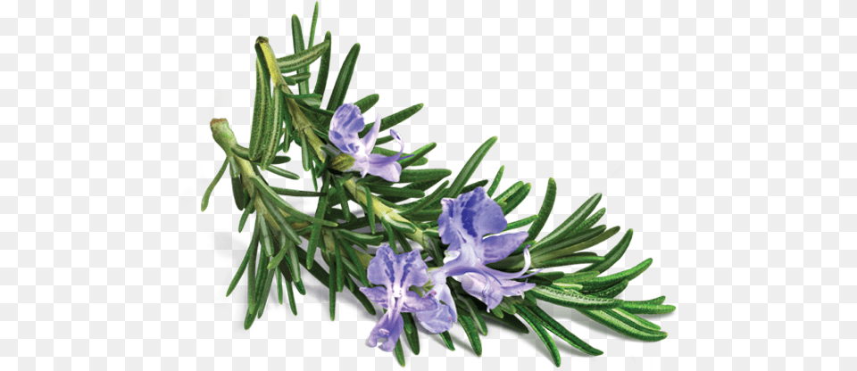 Rosemary Transparent, Flower, Plant, Tree, Herbal Free Png Download