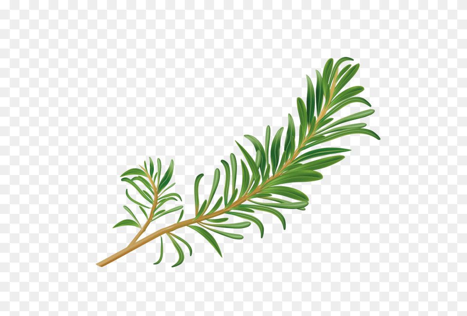 Rosemary Transparent Image, Conifer, Leaf, Plant, Tree Free Png