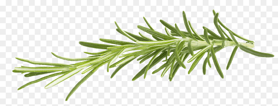 Rosemary Rosemary, Conifer, Fir, Plant, Tree Free Transparent Png