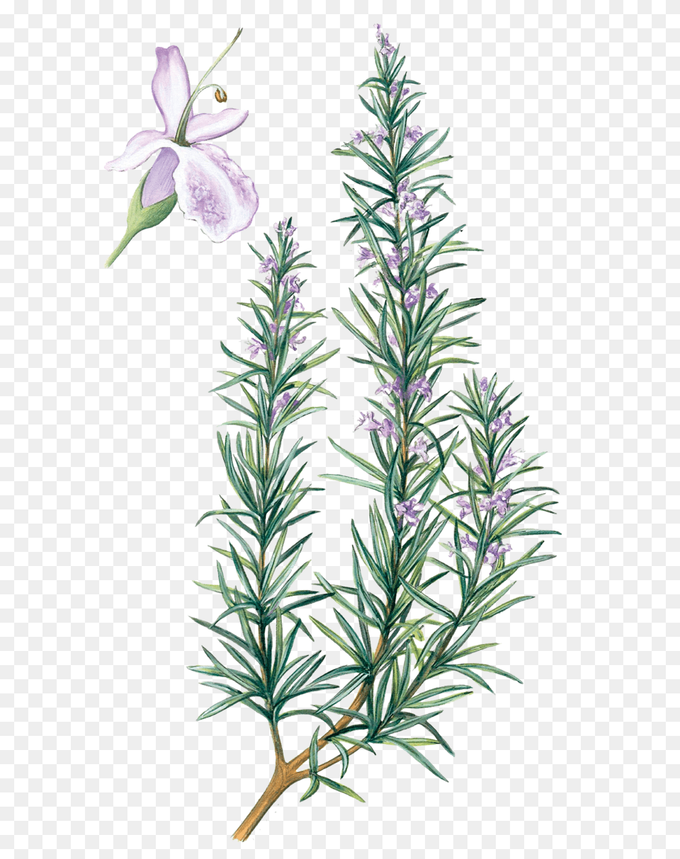 Rosemary Water Rosemary Flower Drawing, Acanthaceae, Herbal, Herbs, Plant Free Png Download