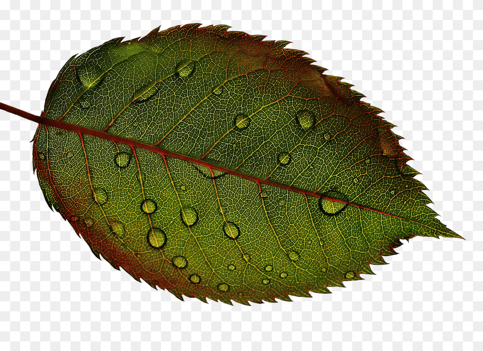 Rosenblatt Leaf, Plant, Droplet Free Png