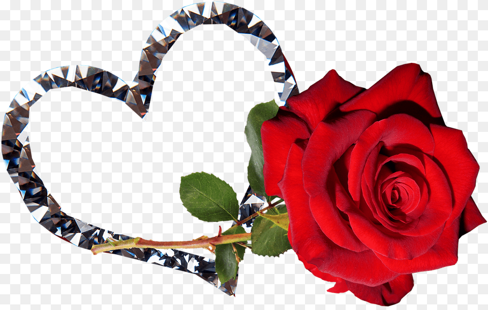 Roseredflowervalentineromantic Image From Needpixcom Romantic Good Night Heart, Flower, Flower Arrangement, Plant, Rose Free Png