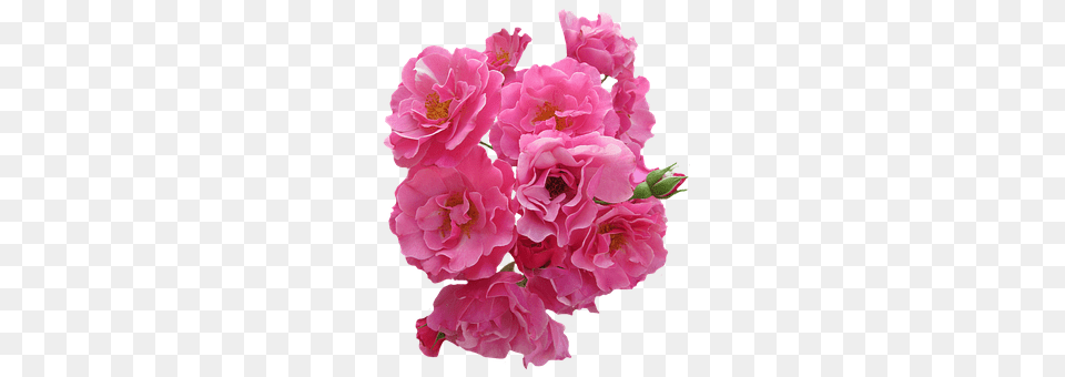 Roses Flower, Flower Arrangement, Flower Bouquet, Geranium Png Image