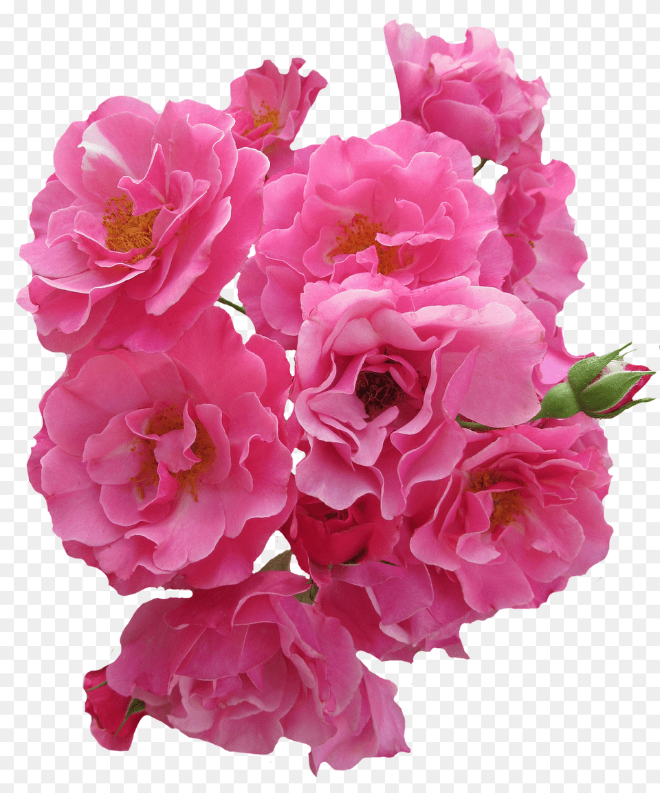 Roses Flower, Flower Arrangement, Flower Bouquet, Geranium Free Png