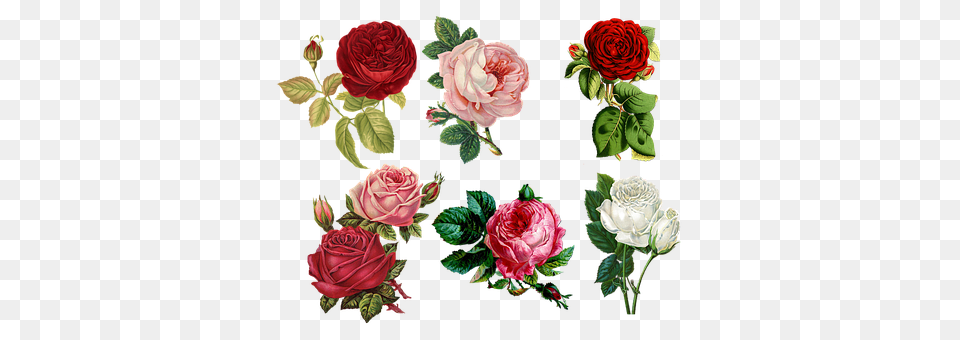 Roses Art, Floral Design, Flower, Graphics Free Png Download
