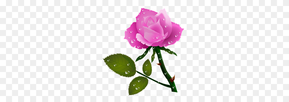 Roses Flower, Plant, Rose, Petal Free Png