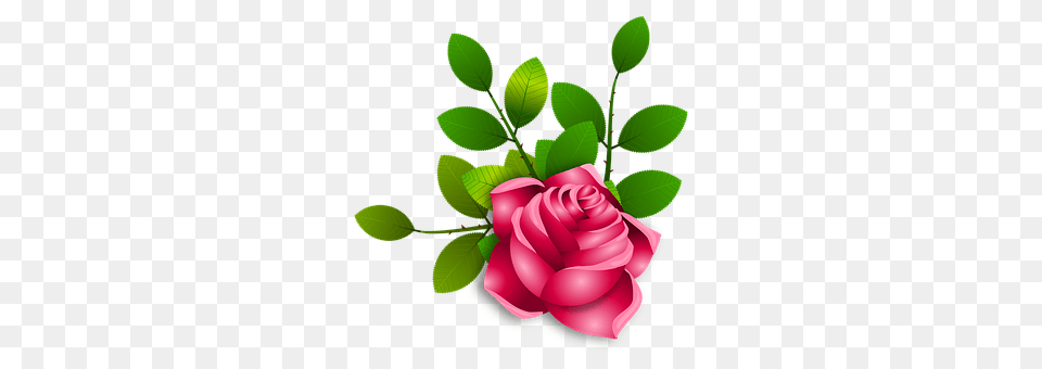 Roses Flower, Plant, Rose, Leaf Free Png Download