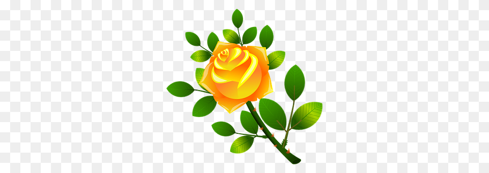 Roses Flower, Plant, Rose, Leaf Free Png Download