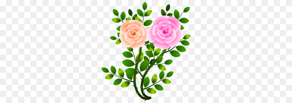 Roses Rose, Art, Dahlia, Flower Free Png Download