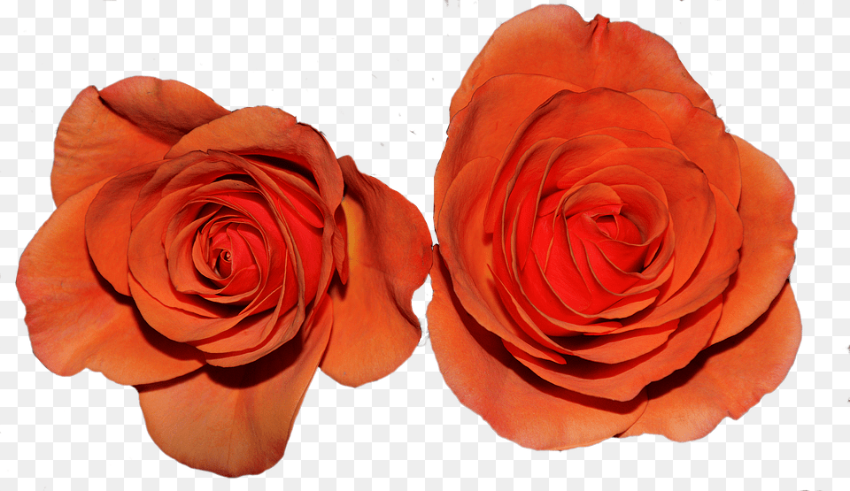 Roses Flower, Plant, Rose, Petal Free Transparent Png