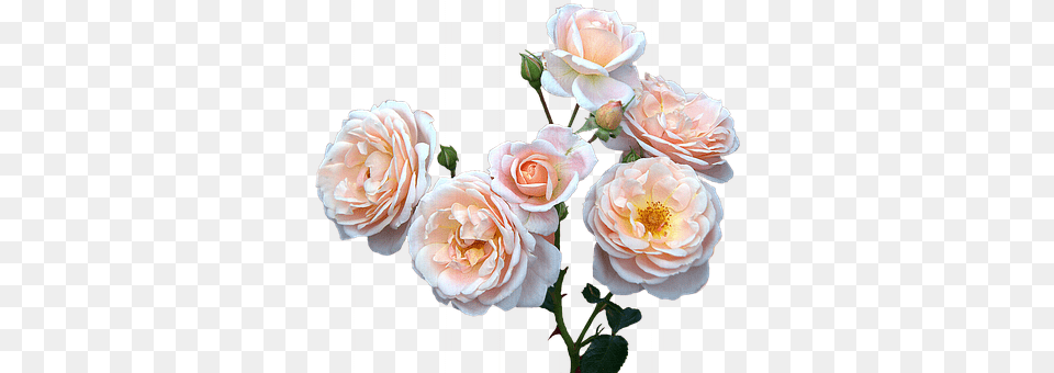 Roses Flower, Plant, Rose, Petal Png